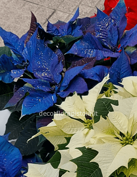 Stella di natale blu